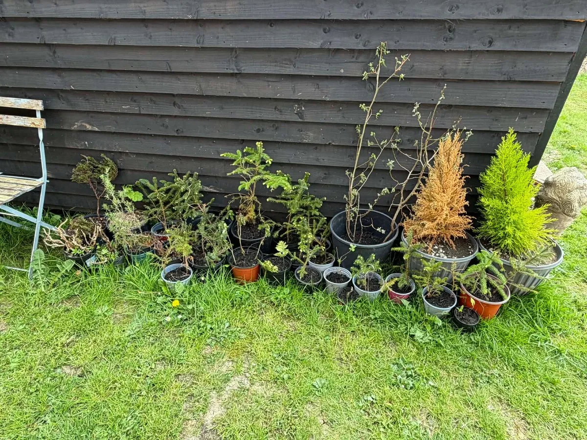 Pine tree + bushes €50 bundle together