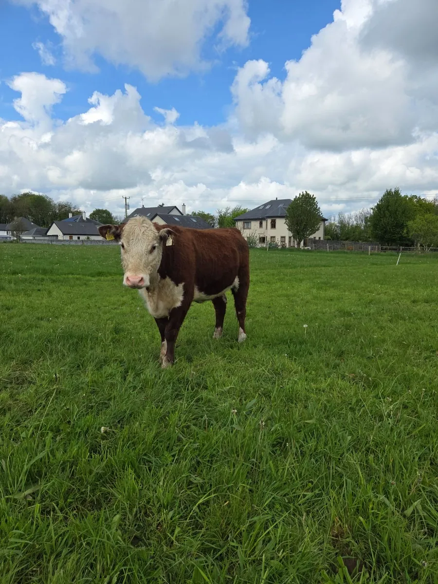 Pedigree Hereford Maiden Heifer - Image 3