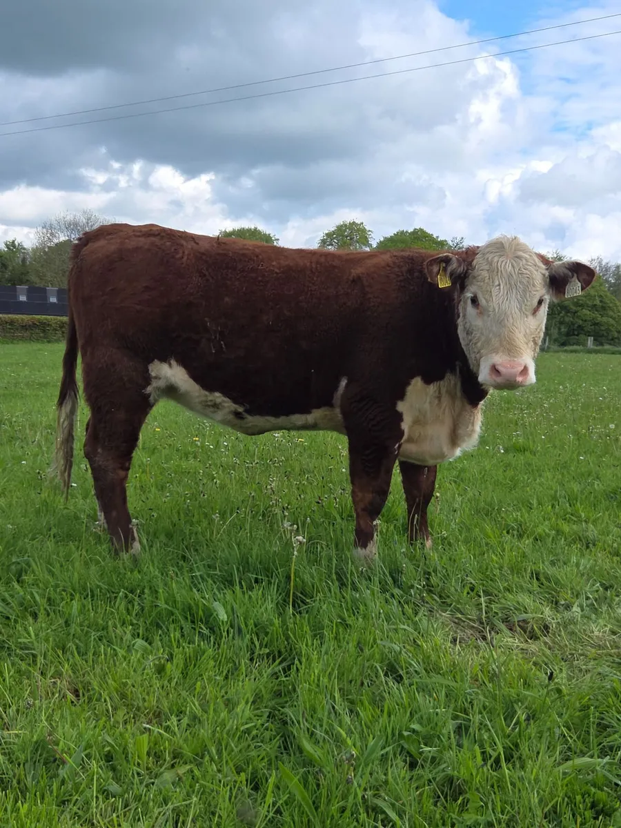 Pedigree Hereford Maiden Heifer - Image 4