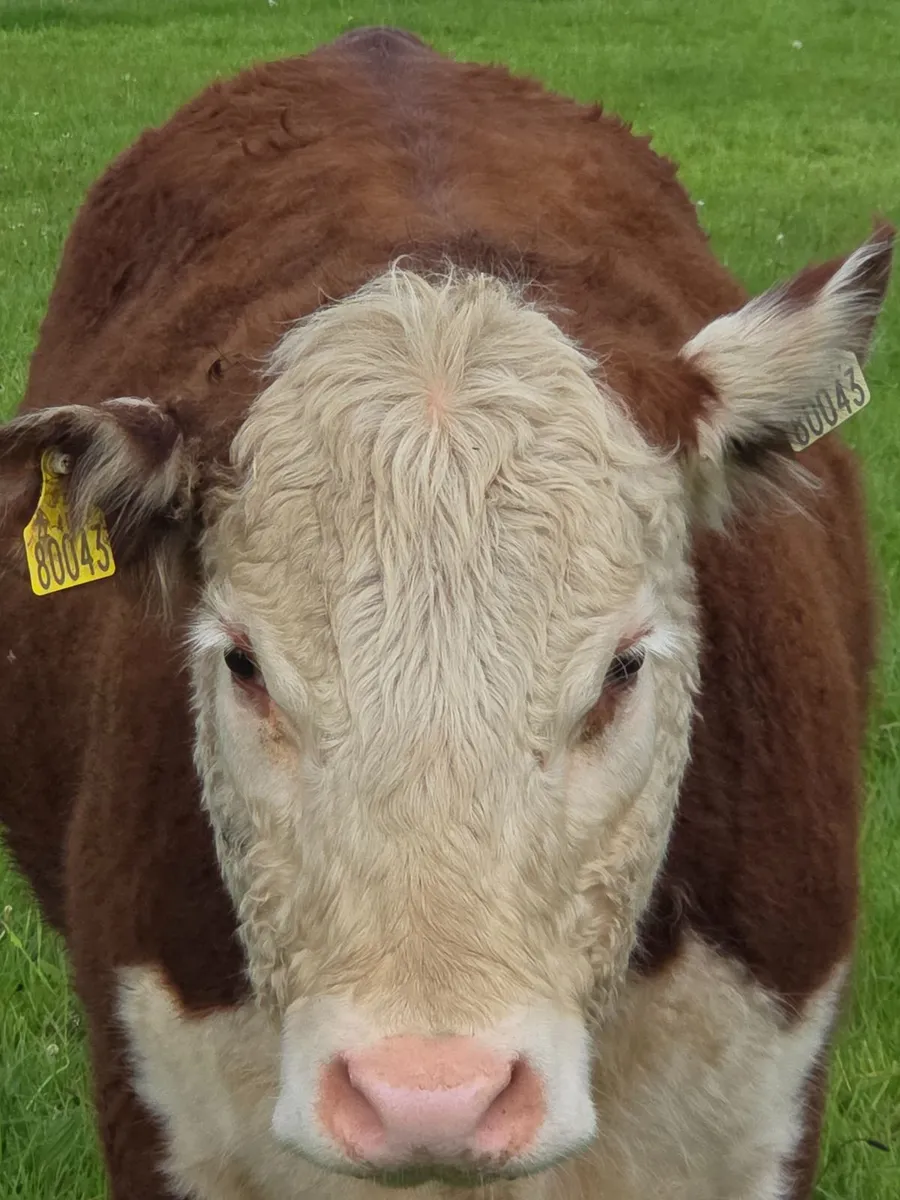 Pedigree Hereford Maiden Heifer - Image 2