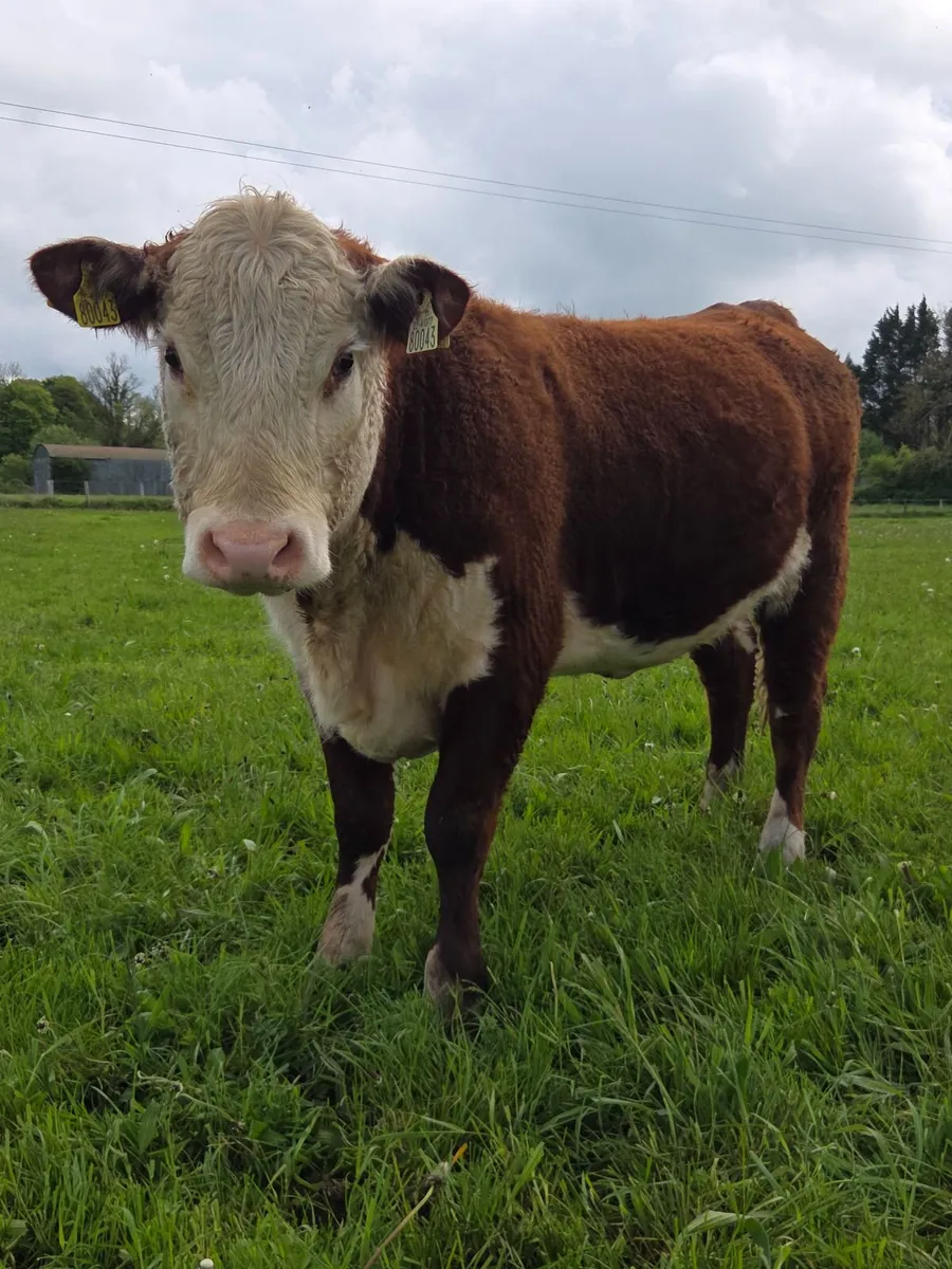 Pedigree Hereford Maiden Heifer - Image 1