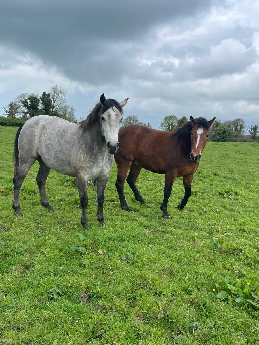 2 female Connemara’s - Image 2