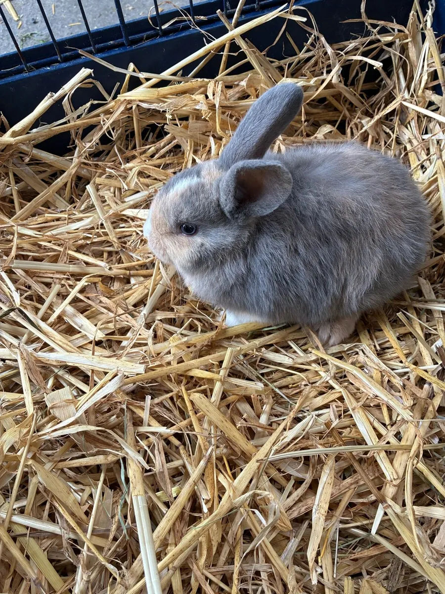 Baby rabbits - Image 1