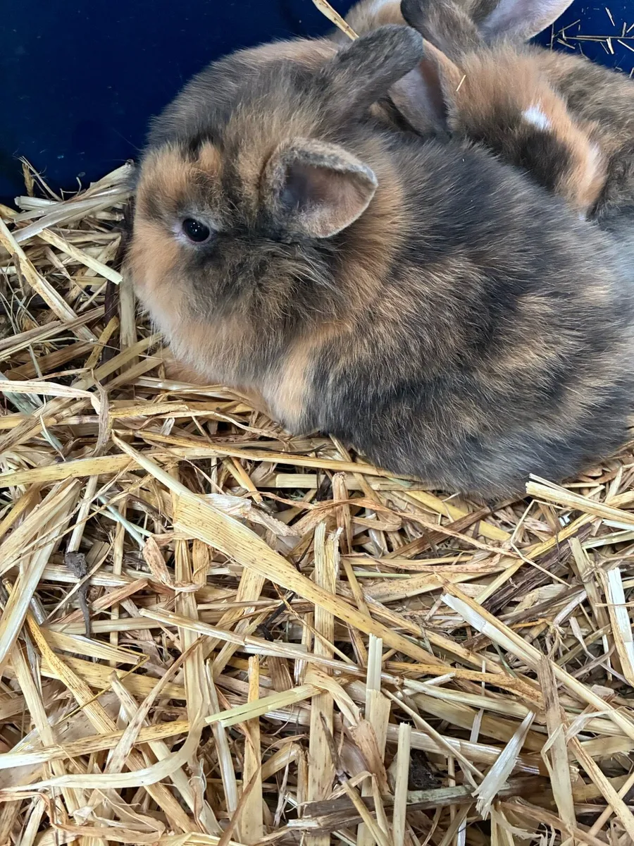 Baby rabbits - Image 2