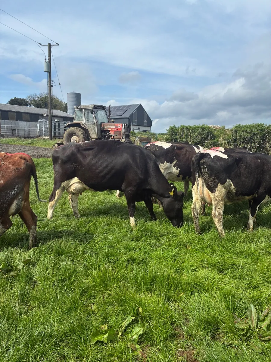 Milking cows - Image 2