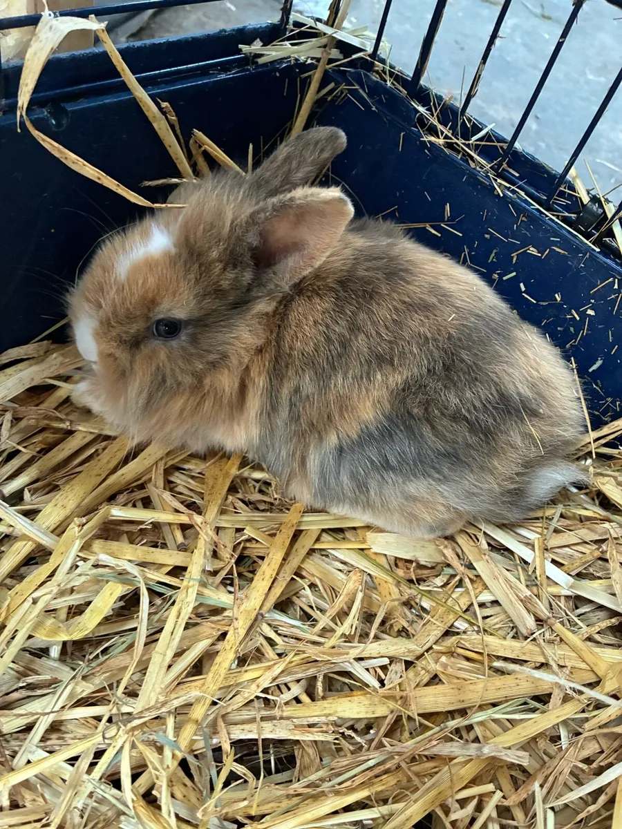 Baby rabbits - Image 3
