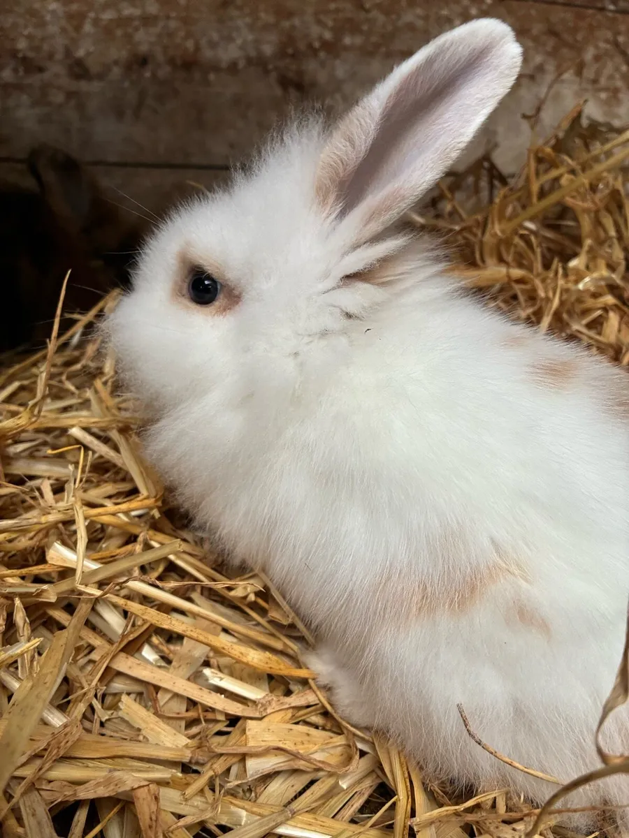 Baby rabbits - Image 4