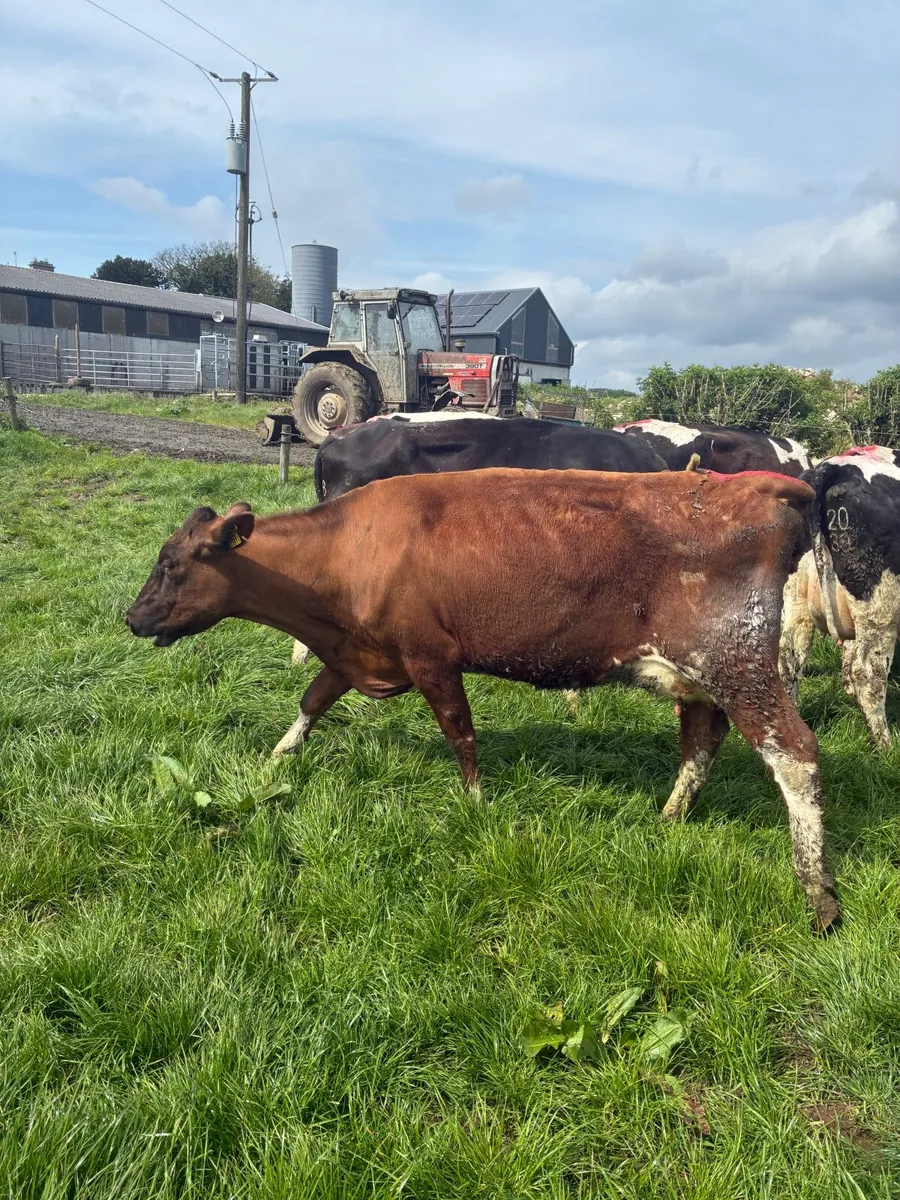Milking cows - Image 3