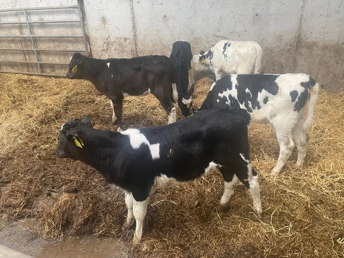 24 Pedigree Friesian Calves - Image 2