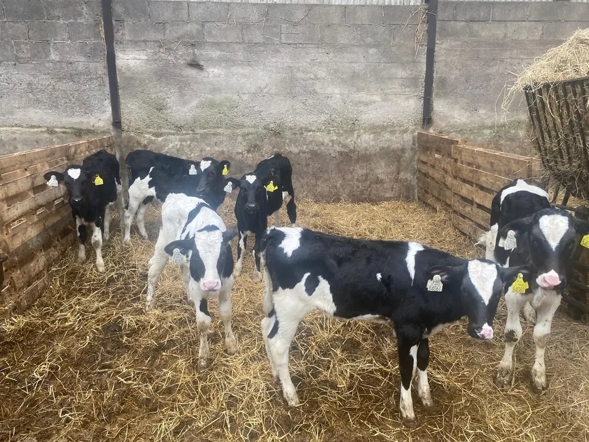 24 Pedigree Friesian Calves - Image 4