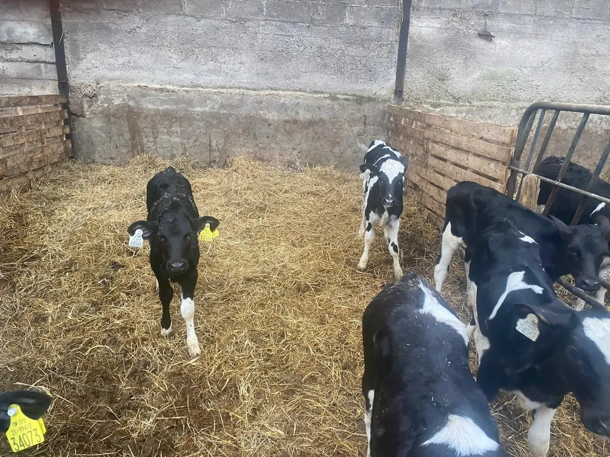 24 Pedigree Friesian Calves - Image 3