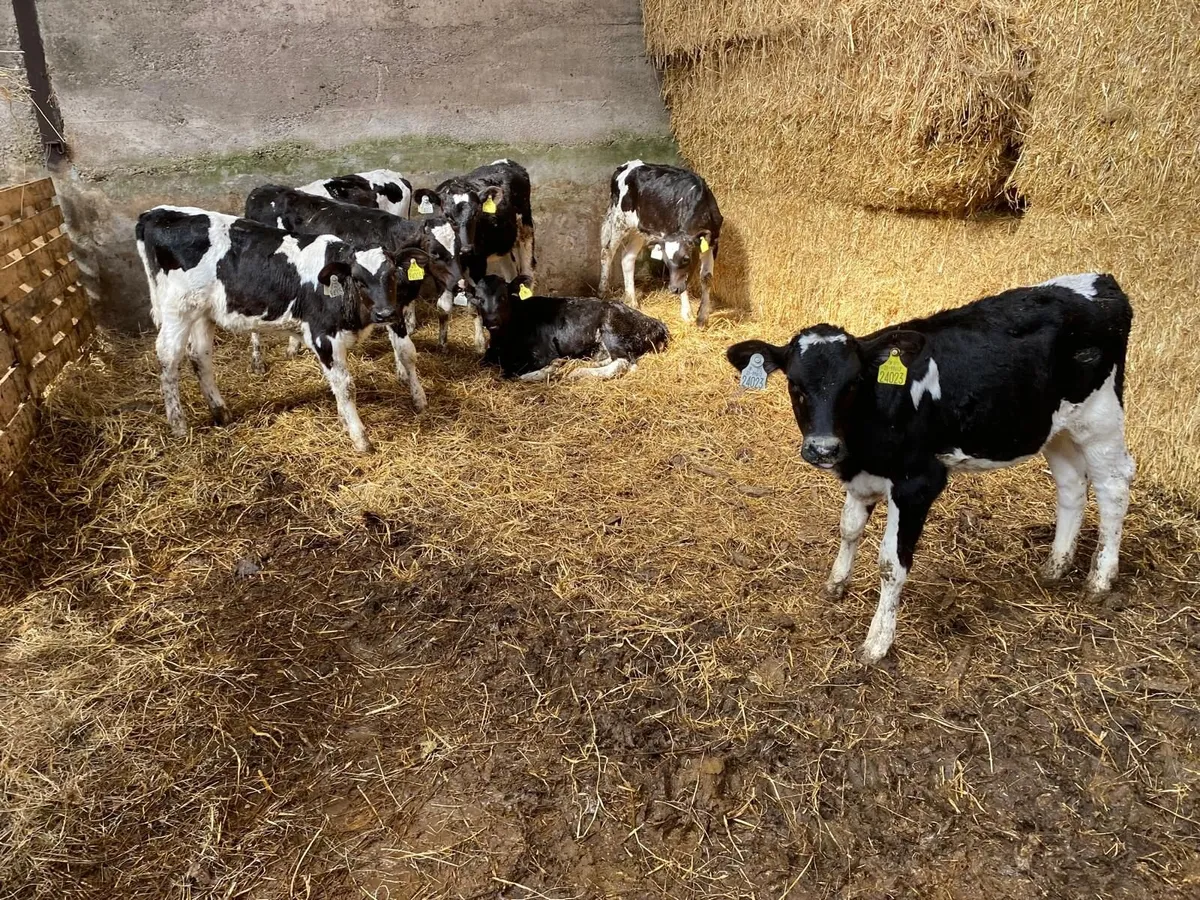 24 Pedigree Friesian Calves - Image 1