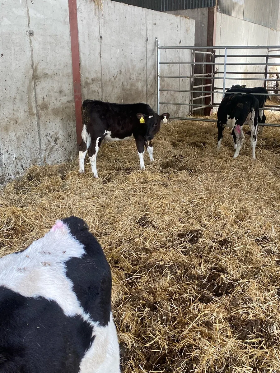 Heifers calves - Image 1