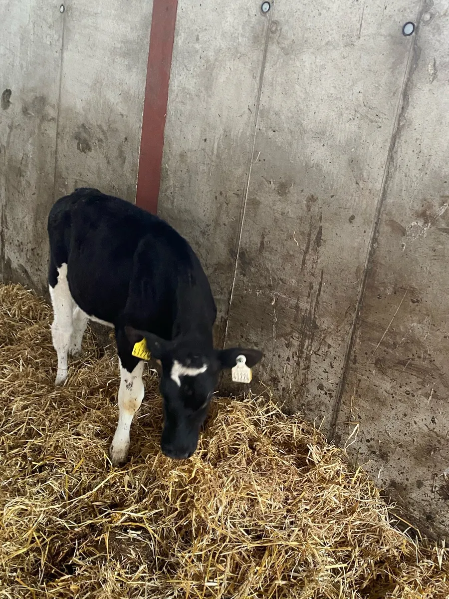 Heifers calves - Image 2
