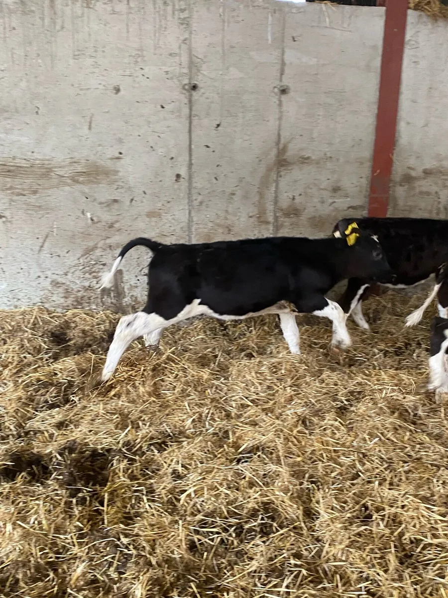 Heifers calves - Image 3
