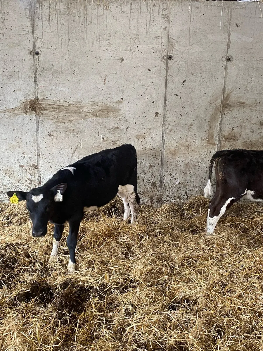 Heifers calves - Image 4