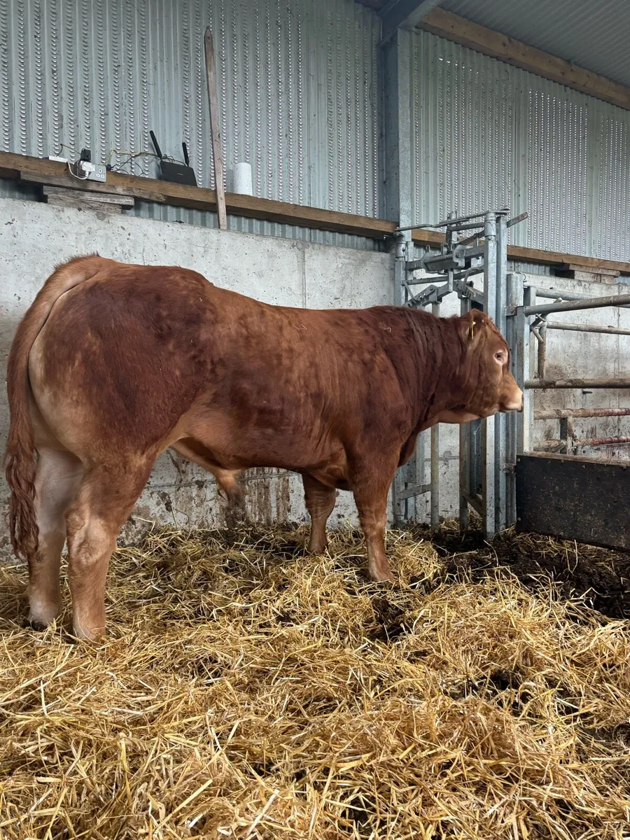 Limosuin bull - Image 4