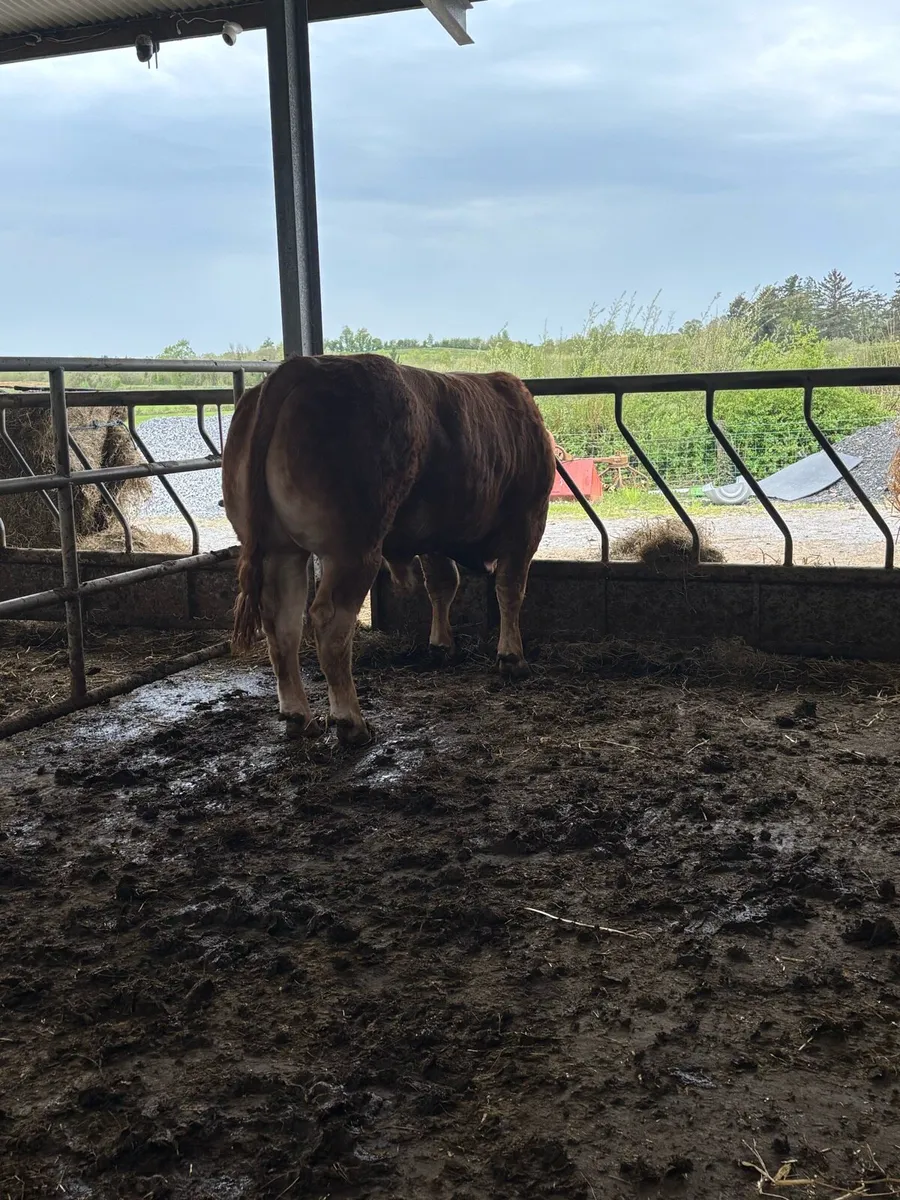 Limosuin bull - Image 2