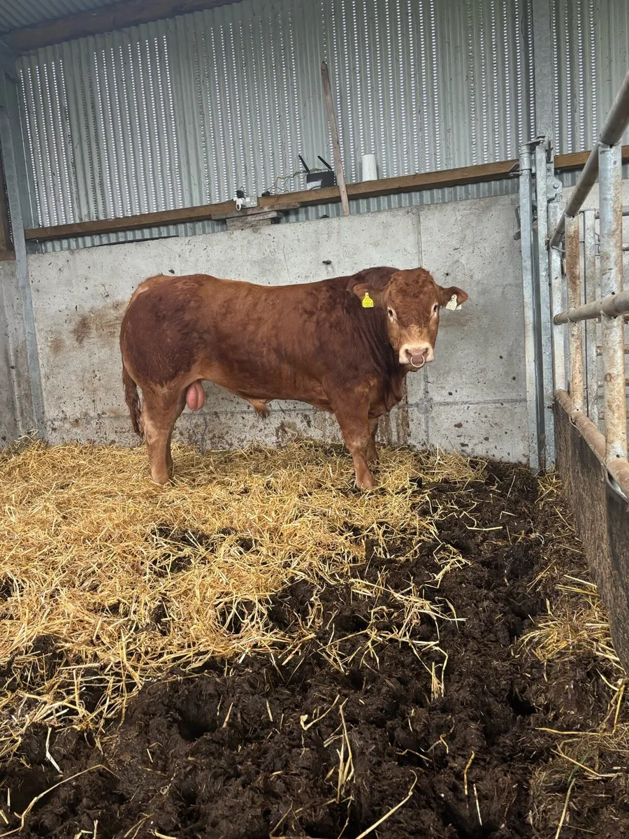 Limosuin bull - Image 3