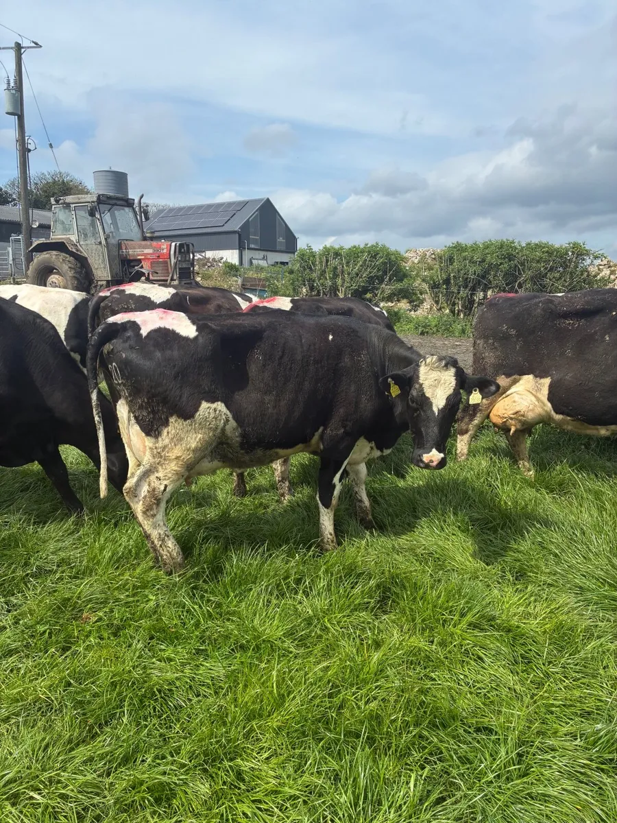 Milking cows - Image 1