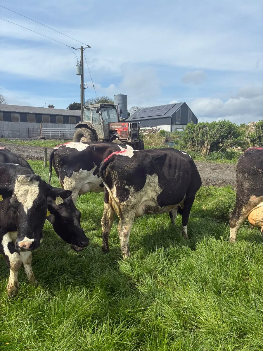 Milking cows - Image 4