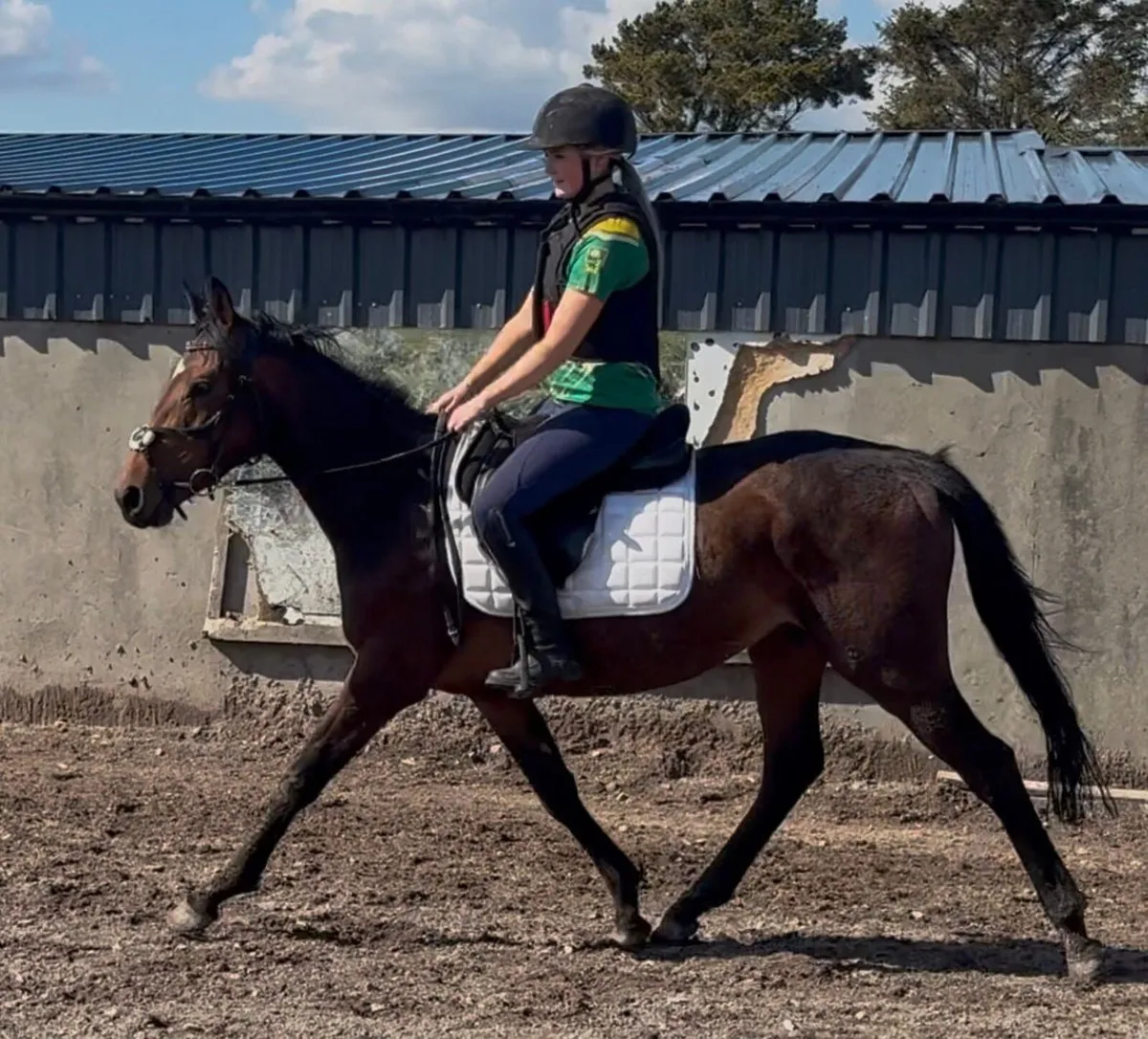 4yr old gelding - Image 1