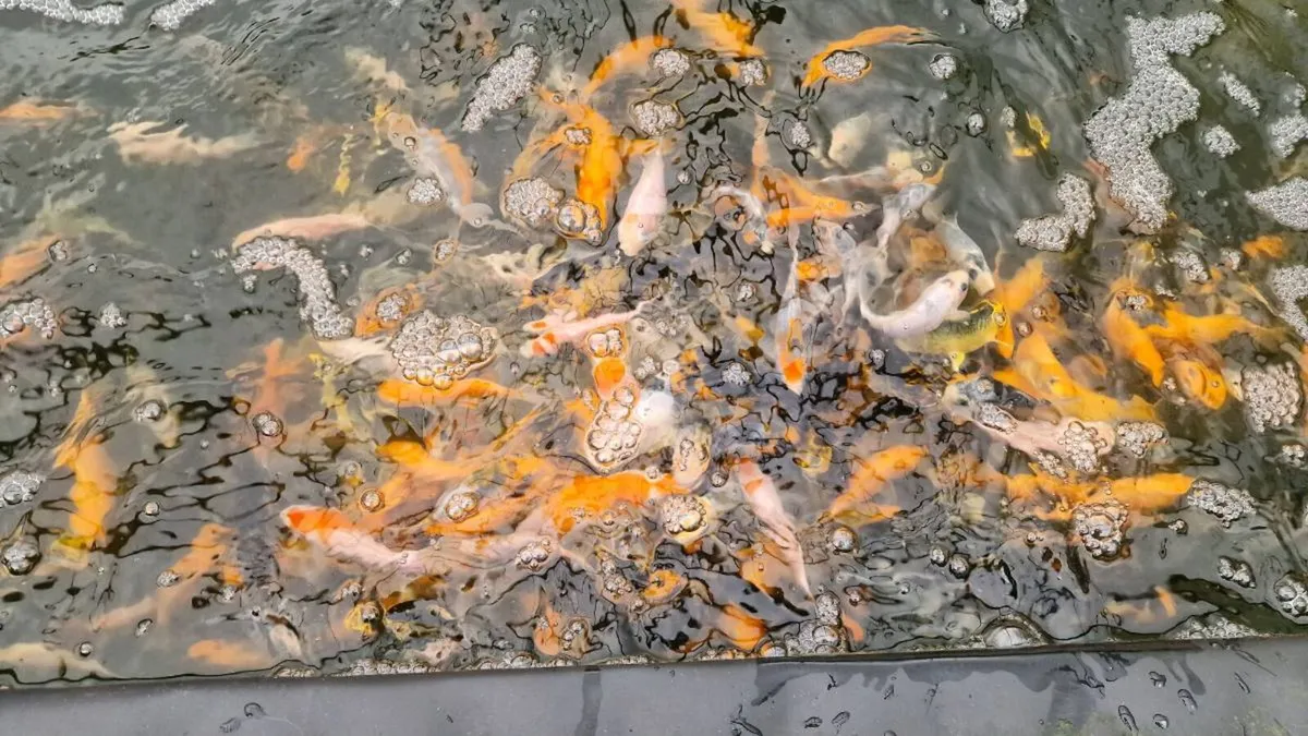 Japanese Koi Fish - Image 1