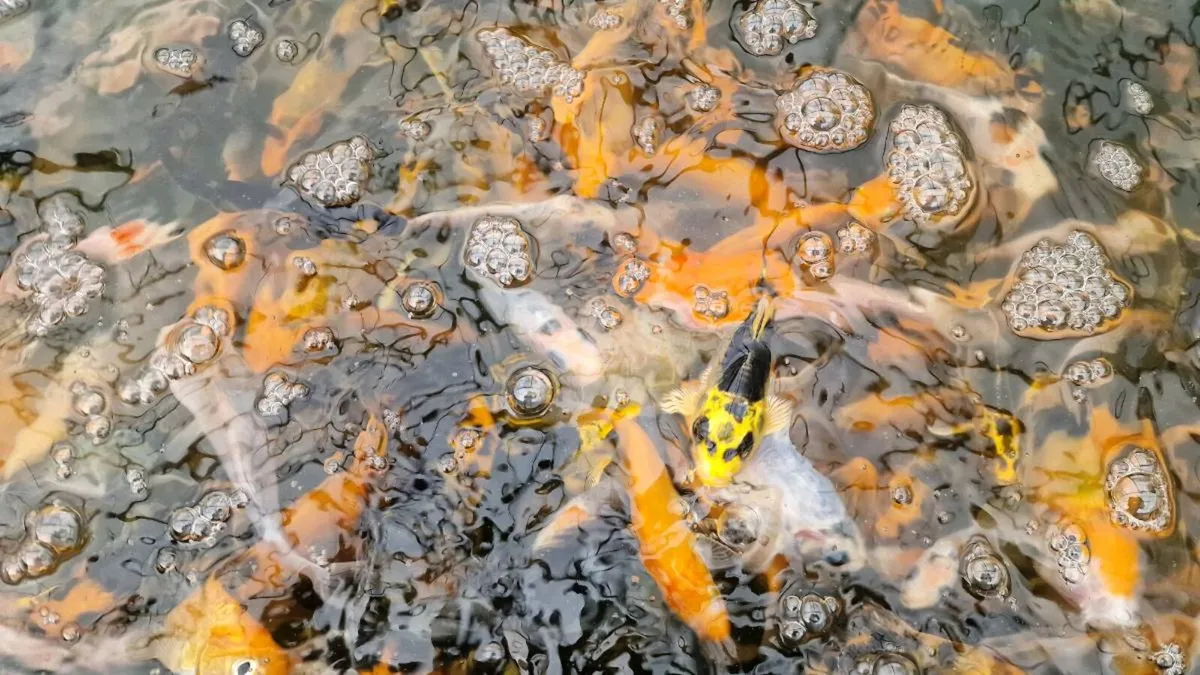 Japanese Koi Fish - Image 2