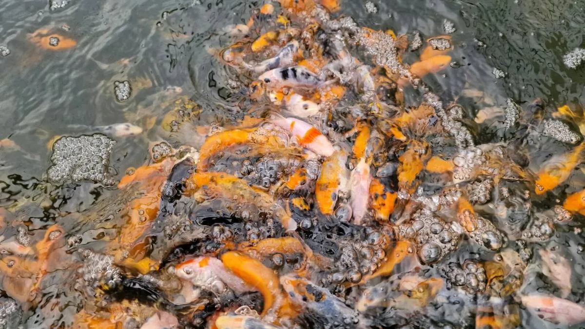 Japanese Koi Fish - Image 3
