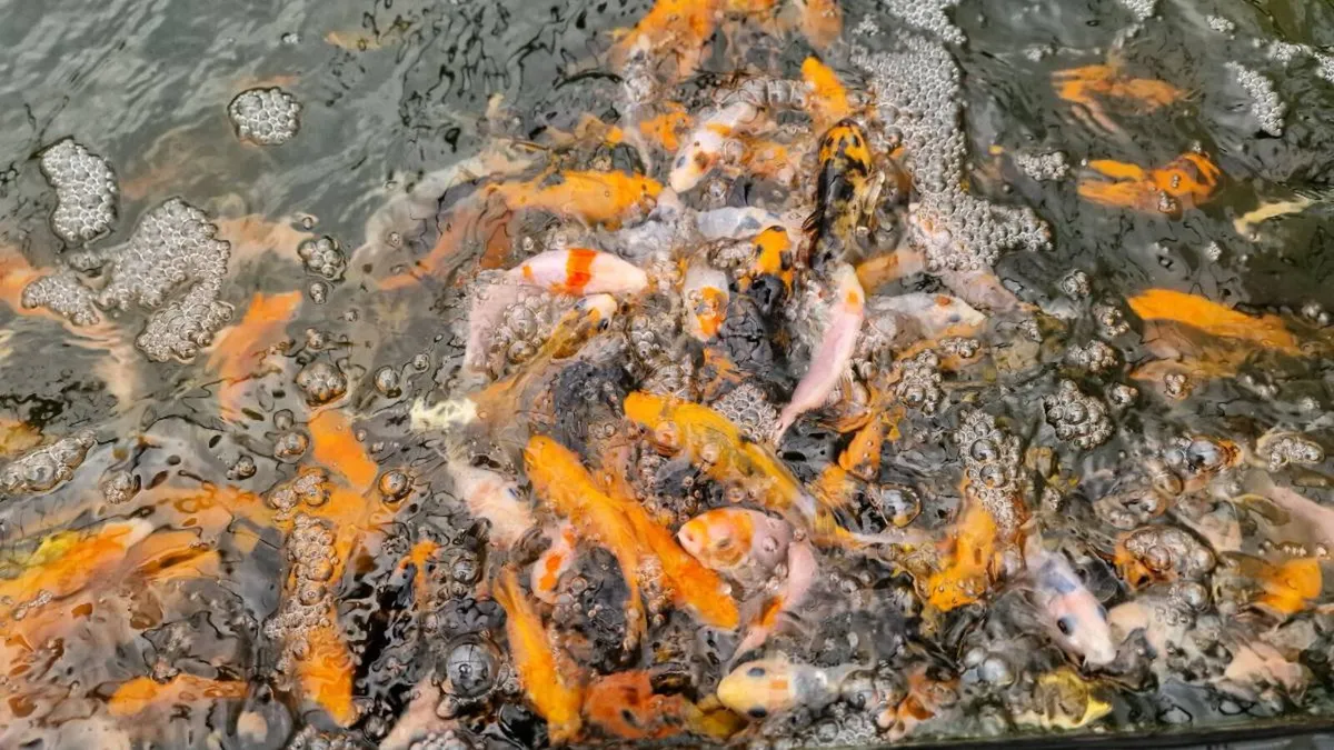 Japanese Koi Fish - Image 4