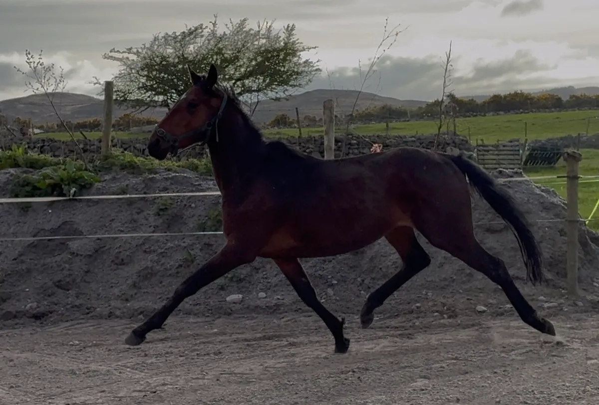 4yr old gelding - Image 3
