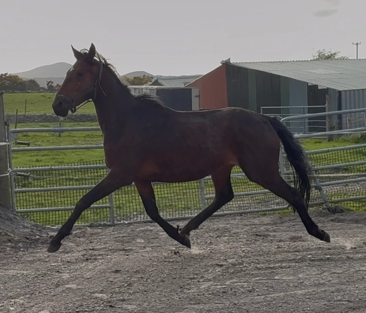 4yr old gelding - Image 2