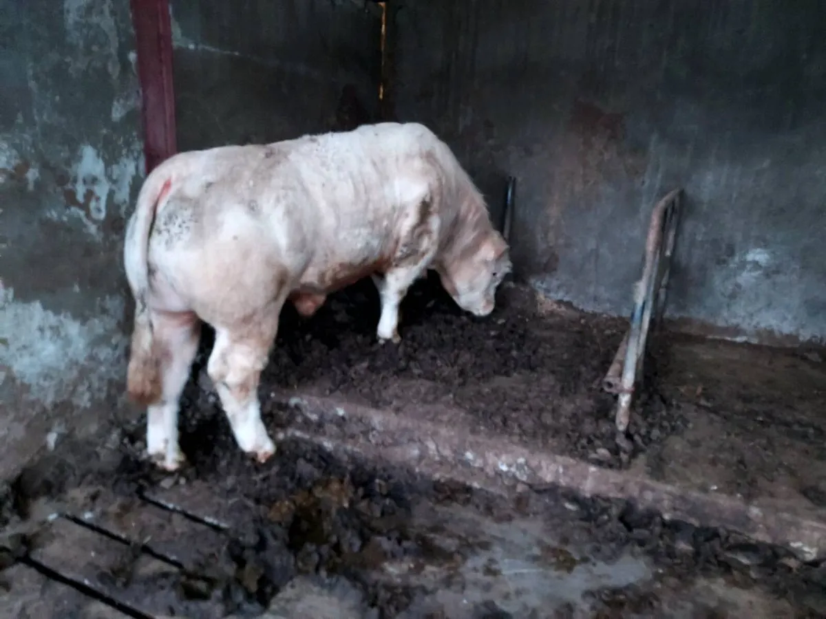 Charolais Bull - Image 3