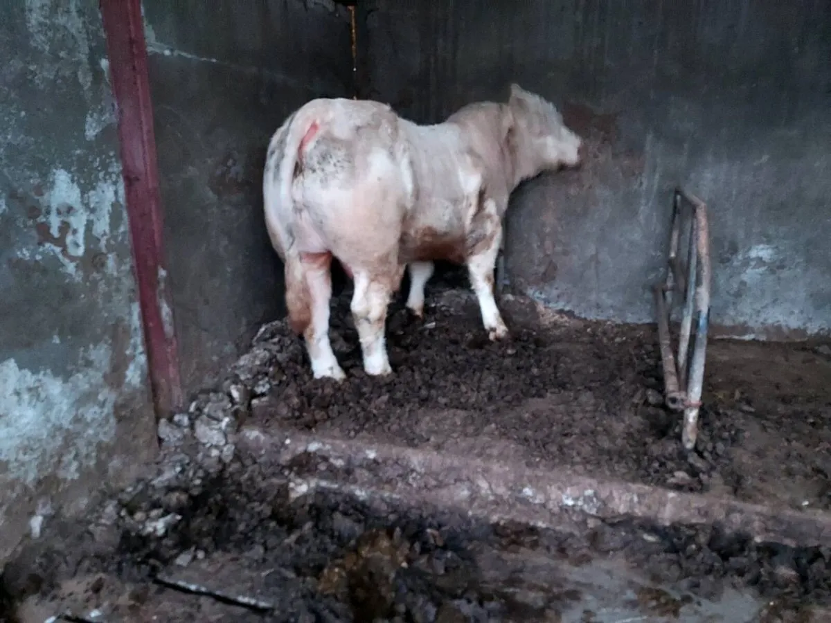 Charolais Bull - Image 4