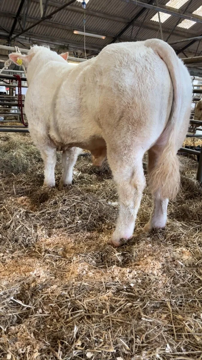 Charolais Bull - Image 1