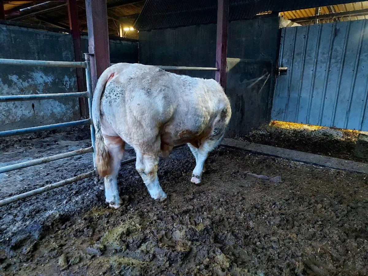 Charolais Bull - Image 2