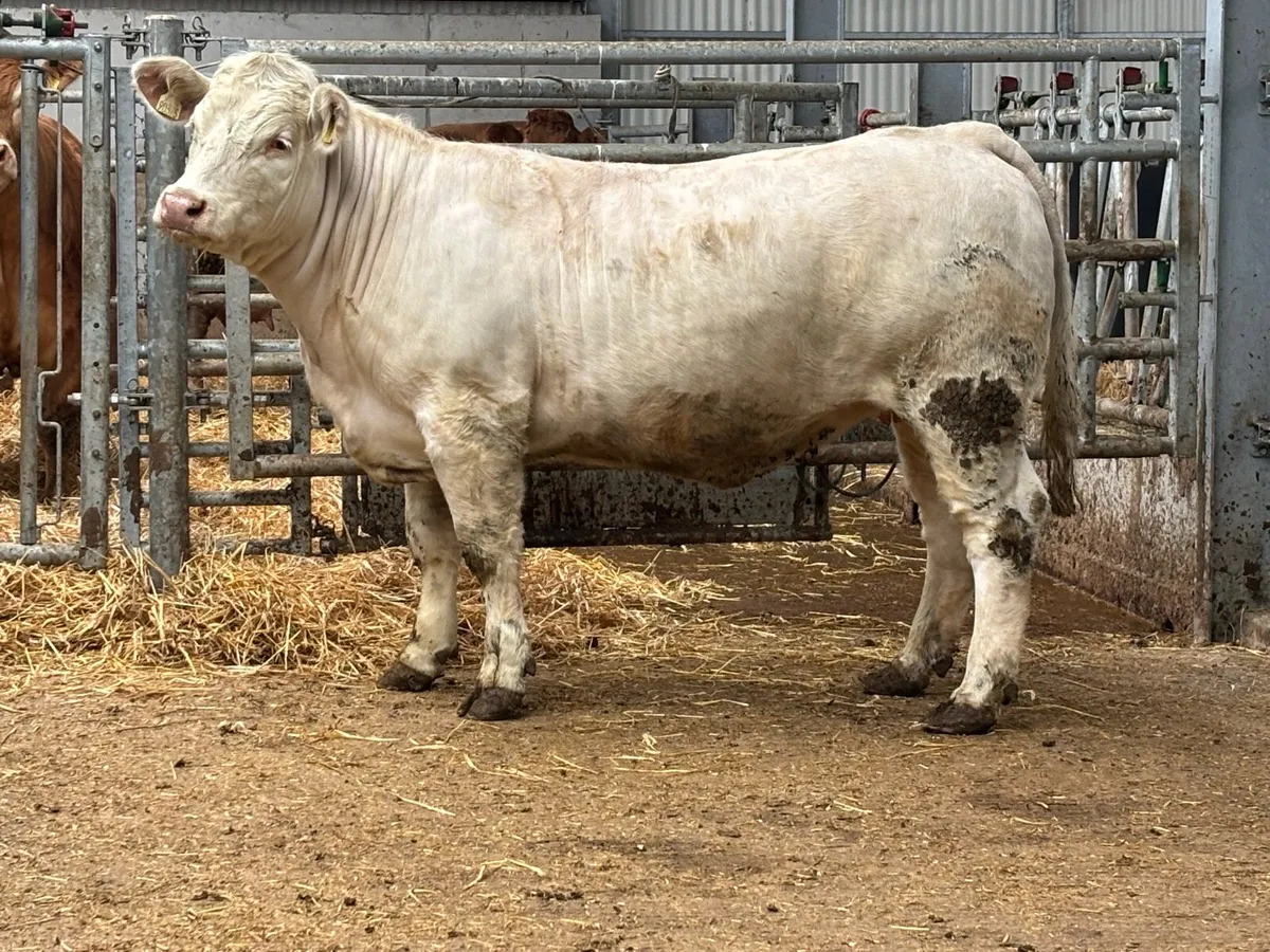 Pedigree Charolais Heifer - Image 1