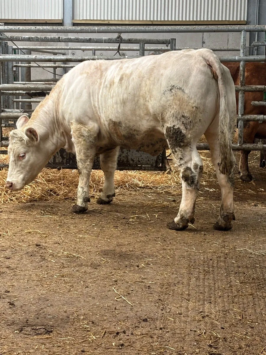 Pedigree Charolais Heifer - Image 2