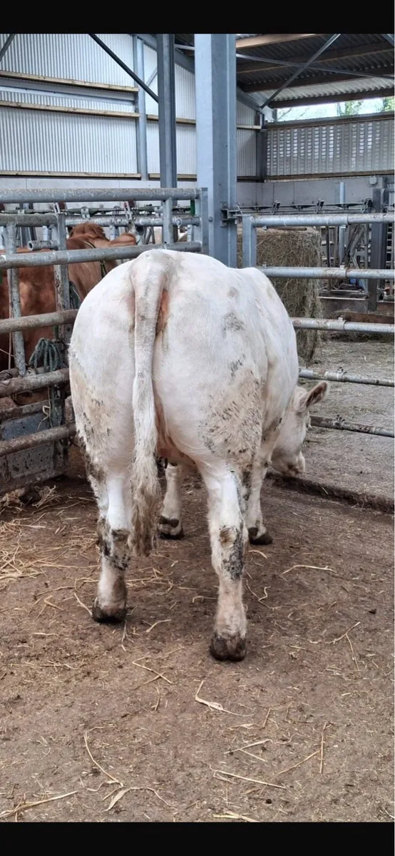 Pedigree Charolais Heifer - Image 3