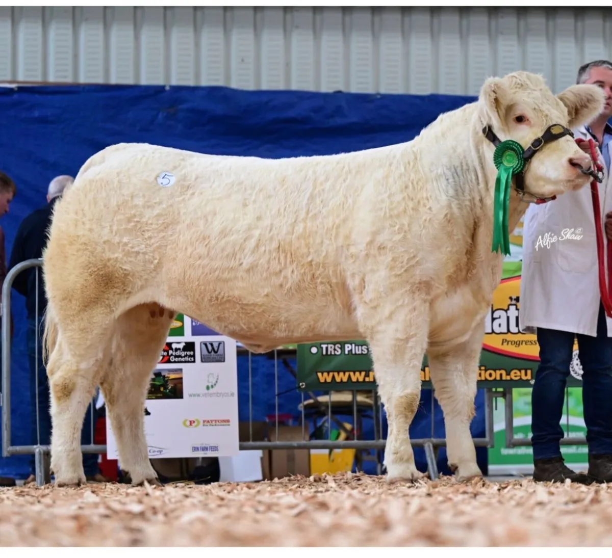 Pedigree Charolais Heifer - Image 4