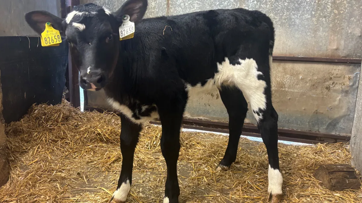 Suckler Bred AngusX Blue Heifer Calf - Image 1