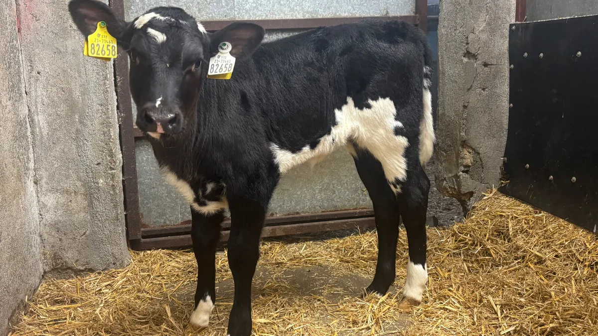 Suckler Bred AngusX Blue Heifer Calf - Image 2