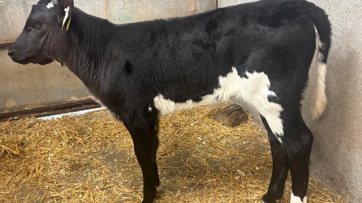 Suckler Bred AngusX Blue Heifer Calf - Image 3