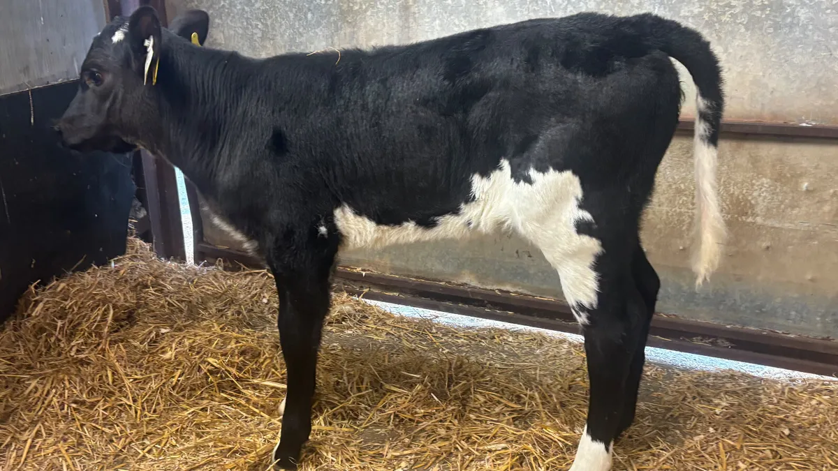 Suckler Bred AngusX Blue Heifer Calf - Image 4
