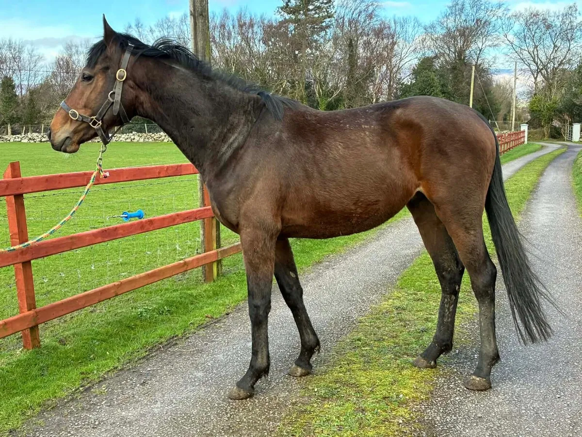 4yr old gelding - Image 4