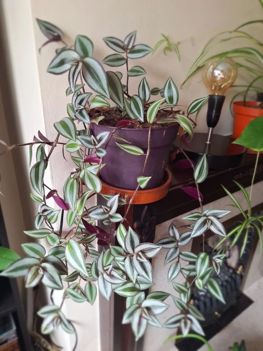 Plant