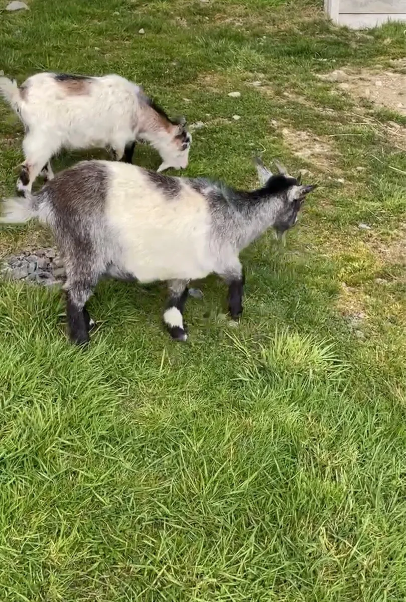 Pygmy goats - Image 1
