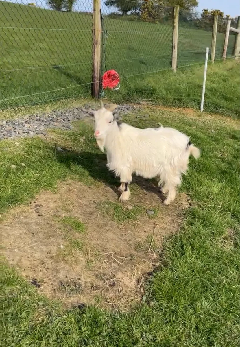 Pygmy goats - Image 2