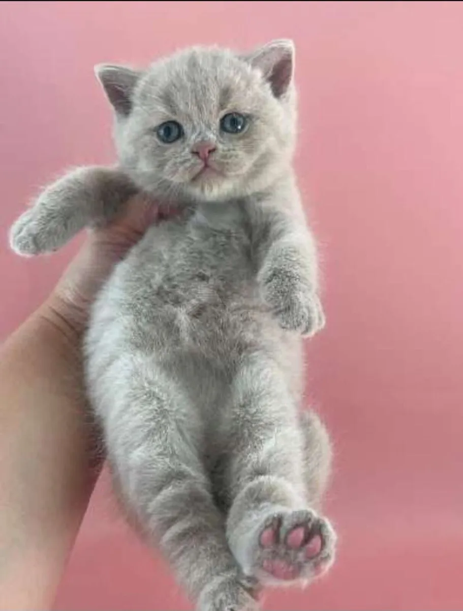 British shorthair kittens - Image 1