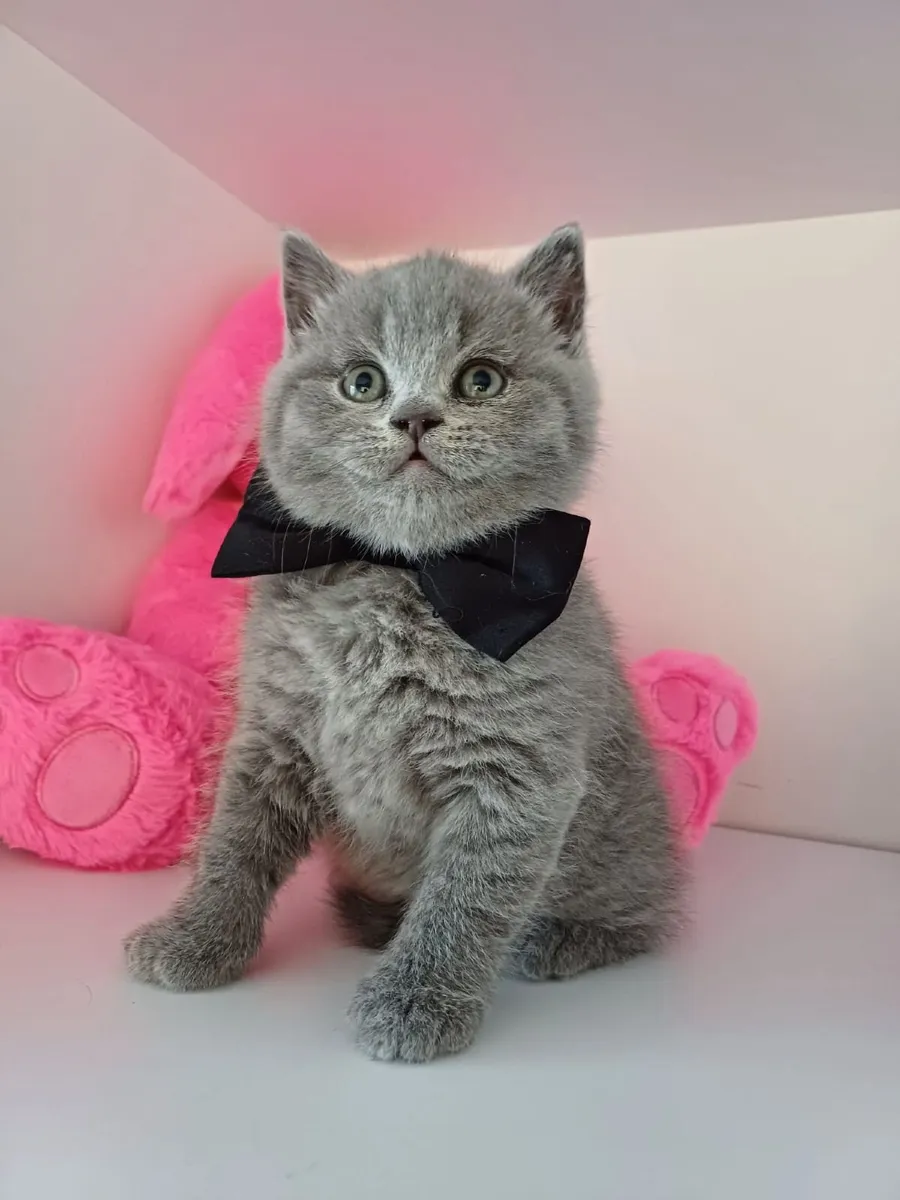 British shorthair kittens - Image 3